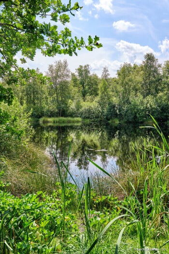 Ein Teich mitten im dicht bewachsenen Wald.