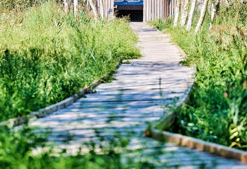 Ein Bohlenweg führt über das schwimmende Moor zu einer Holzhütte, in der Informationstafeln zu sehen sind.