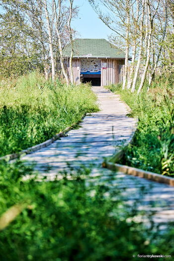 Ein Bohlenweg führt über das schwimmende Moor zu einer Holzhütte, in der Informationstafeln zu sehen sind.